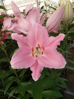 [5264 Dubrovnik No01.JPG]